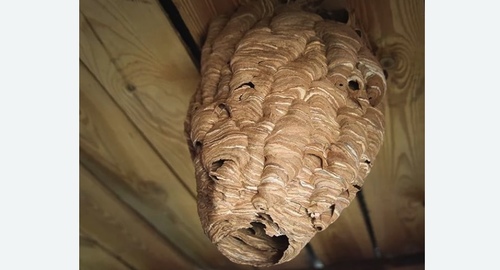 Обработка от шершней в Будённовске