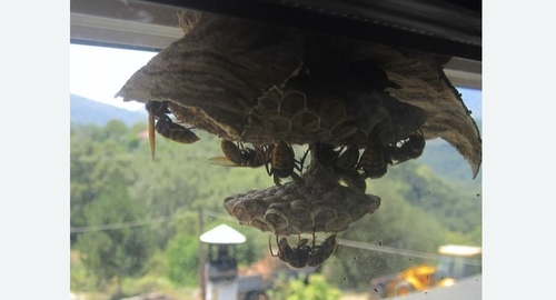 Уничтожение гнёзд шершней в Будённовске