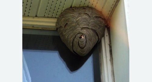 Уничтожение ос в Будённовске