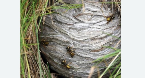 Уничтожение ос и ульев в Будённовске