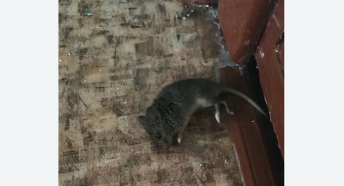 Дезинфекция от мышей в Будённовске