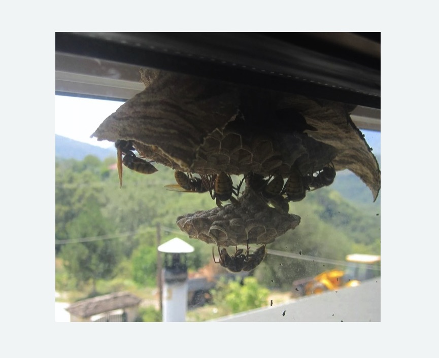 Уничтожение гнёзд шершней в Будённовске