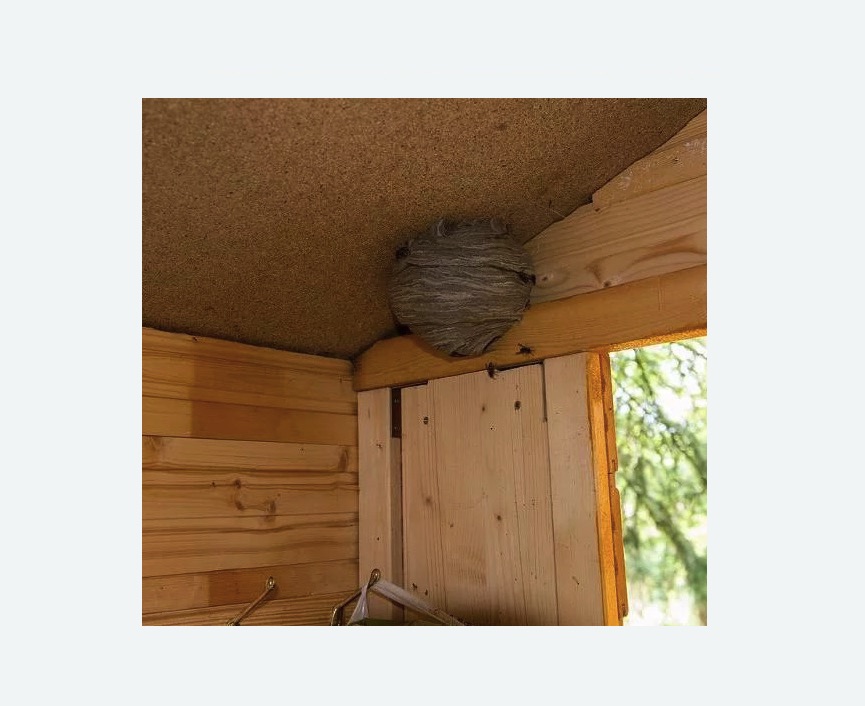 Обработка от ос в Будённовске Обработка от ос