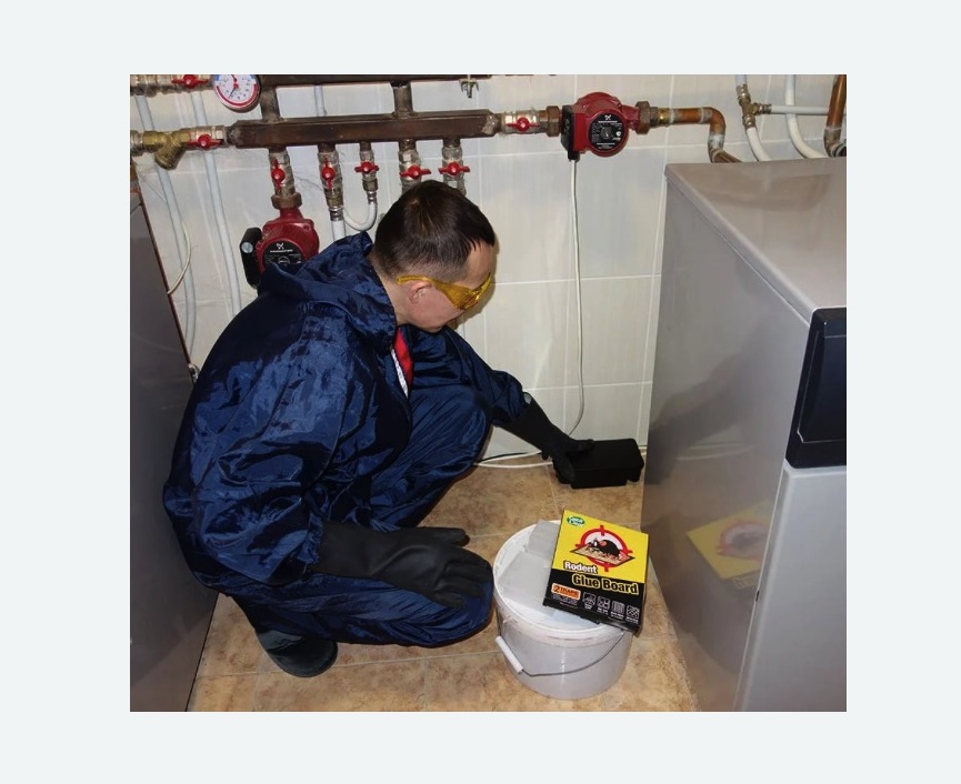 Уничтожение крыс в Будённовске